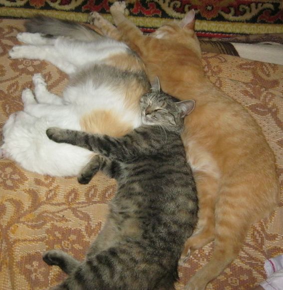 Котовторник 04.03.2014