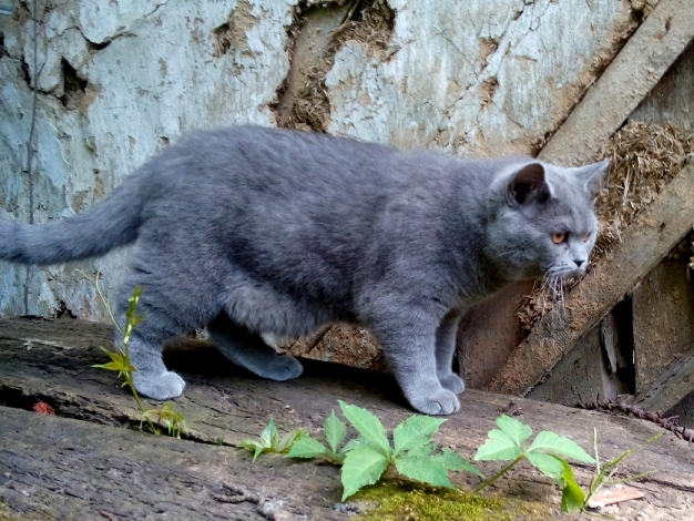 Котовторник 24.06.2014
