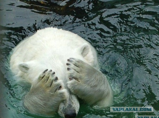 Огребли и удивились