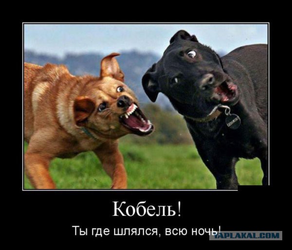 Давно демотиваторов не было
