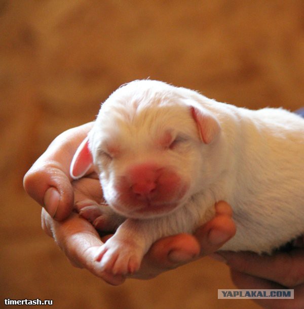 Неприспособленный зять