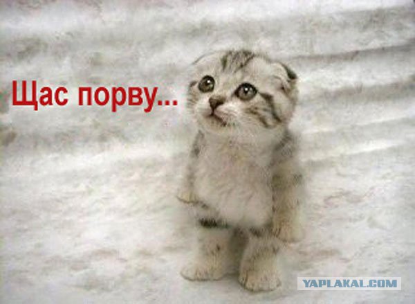 Известные котомемы.