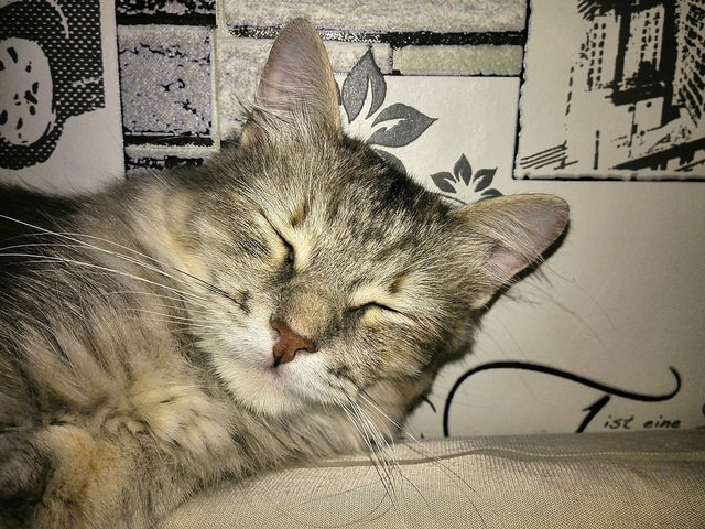 Котовторник 30,06, 2015