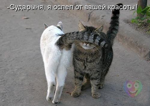 Веселые картинки