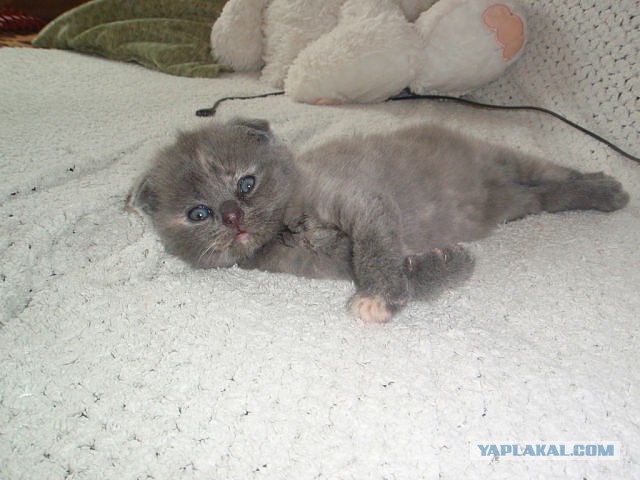 Котовторник  10.11.2015