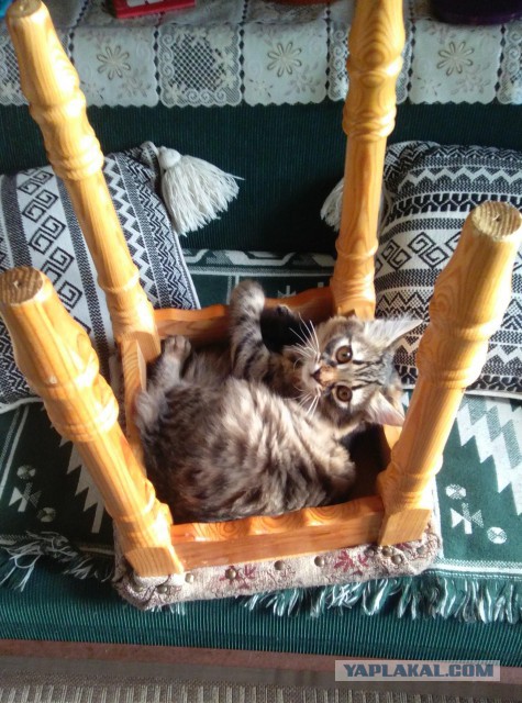 Новогодний котовторник,05.01.16.