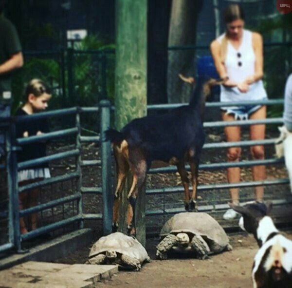 Подборка забавных картинок