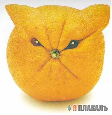 Дюжина кошаков