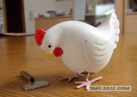 Сеньорита и бык