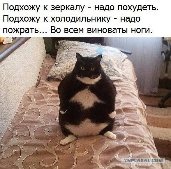 Упоротые коты.
