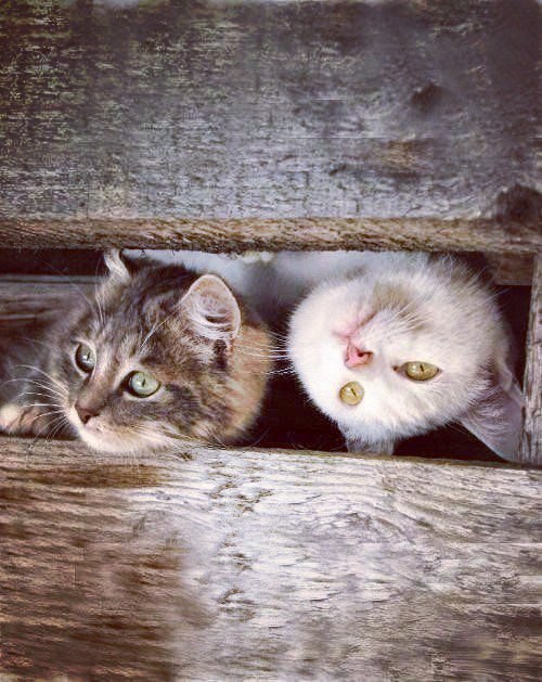 Коты из сети