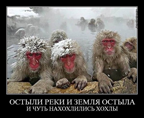 Смешная политота для среды