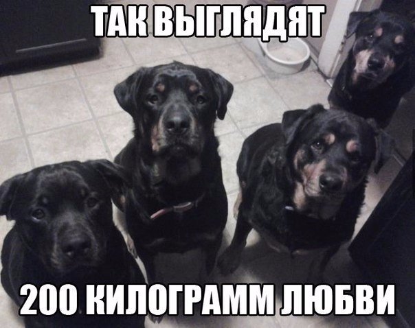 Подборка безудержного веселья