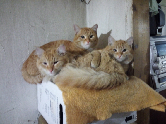 Котовторник 28.03.2017