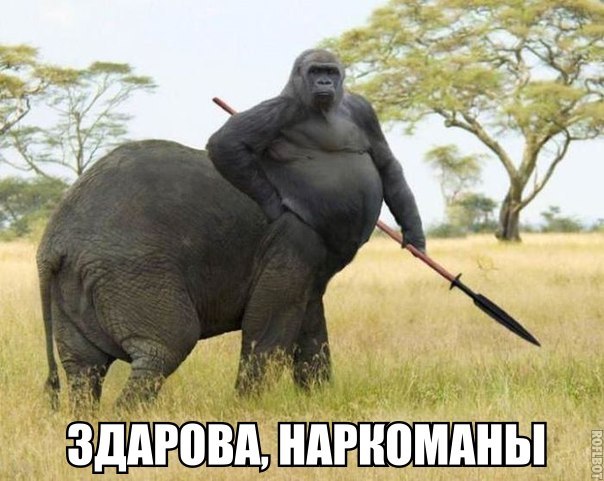 Прикольные картинки 04.06.2017