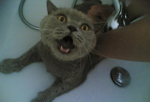 Коты и Кошки