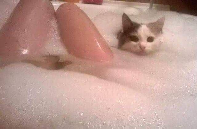 Коты и Кошки
