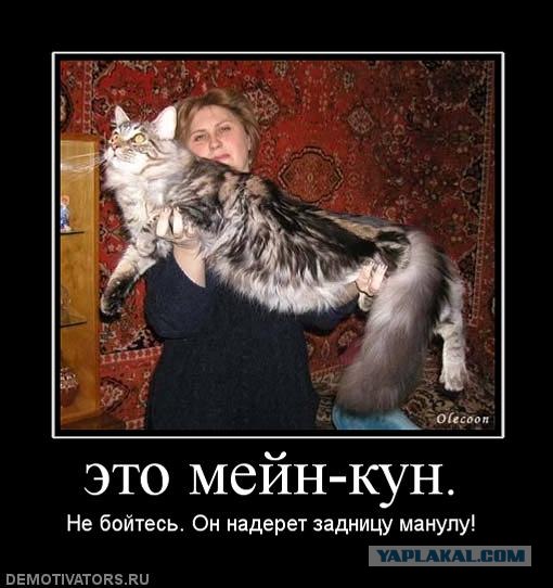 Как отучить кота мешать спать.