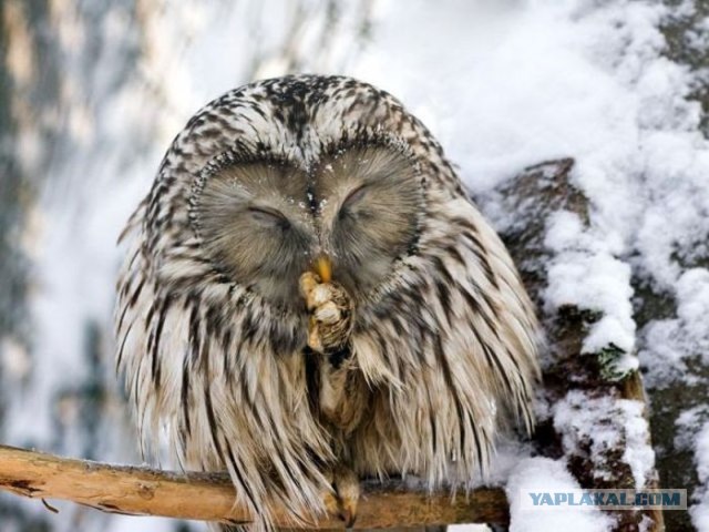 Отзыв на мужской депиляционный гель Veet.