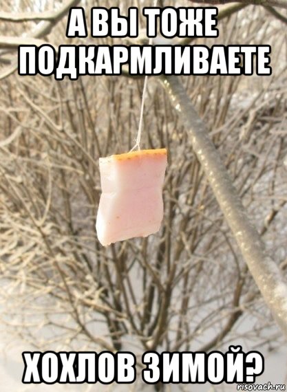 Открываю сундучок с тупежом