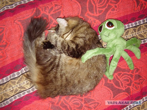 Котовторник на ЯПлакалъ