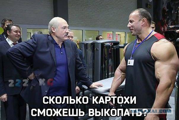 Началось! Картофельная лихорадка стартовала в Беларуси