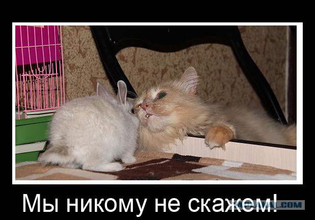 Котовторник на 2 ноября