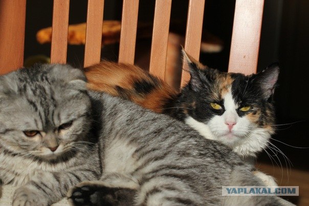 Котовторник!