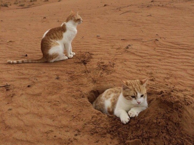 Немного милоты