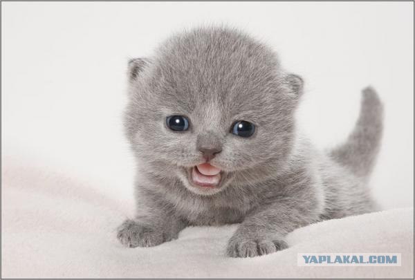 Профессиональный котовторник