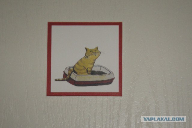 Котовторник! 08.11.11