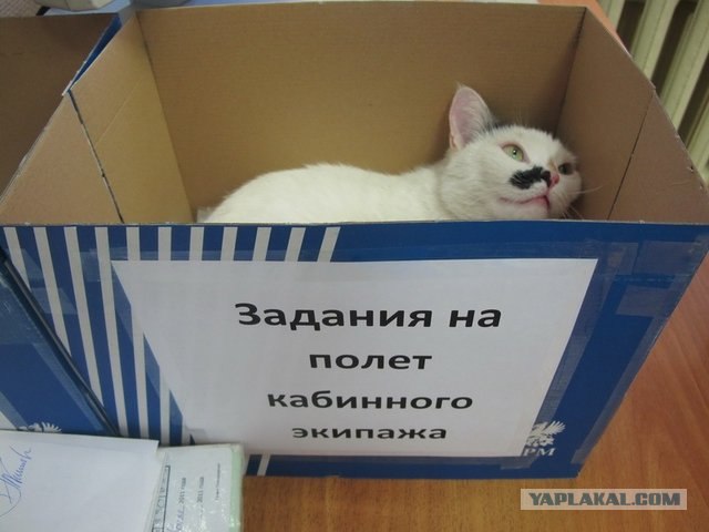 Котовторник! 13.03.2012