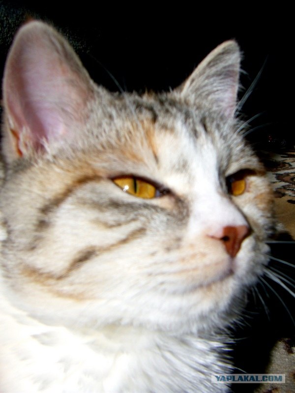 Котовторник 20.03.2012