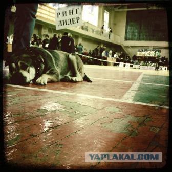 Собакочетверг