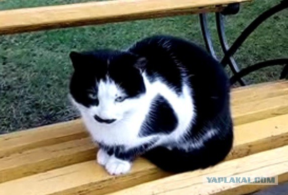 Это моя кошка