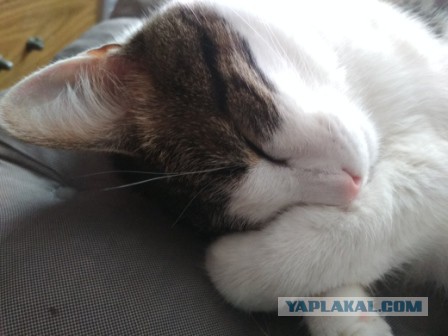 Как спят наши животины....
