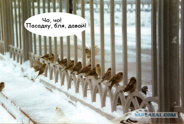 Фотожаба: Граждане!