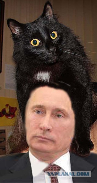 Эпичный кот