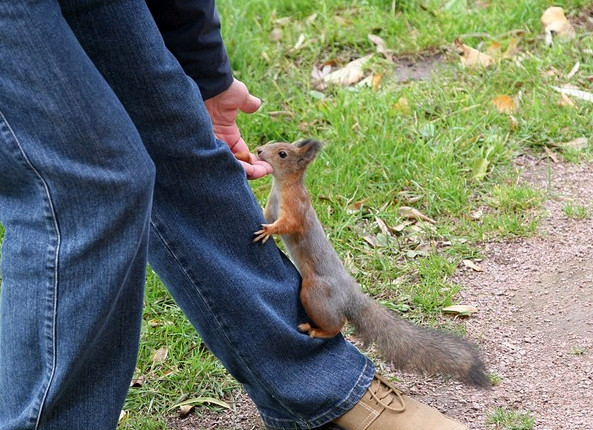 Белки блеать!