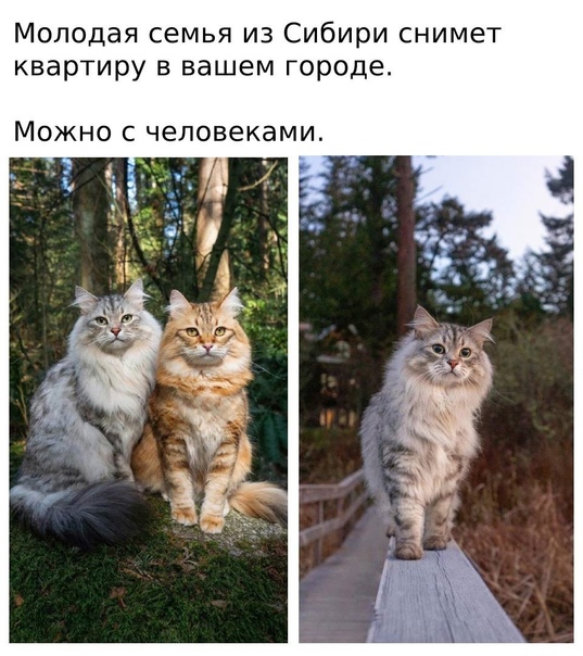 Картинки и мемы для настроения 024