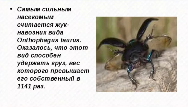 Любовь по-бодибилдерски: как выглядит самая сильная пара в мире