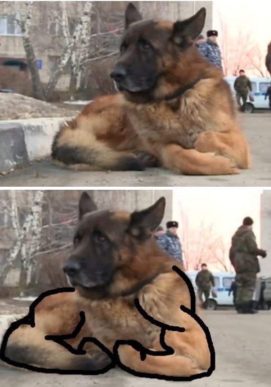 Помесь питбуля с таксой
