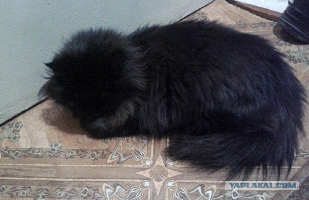 Мой котяра
