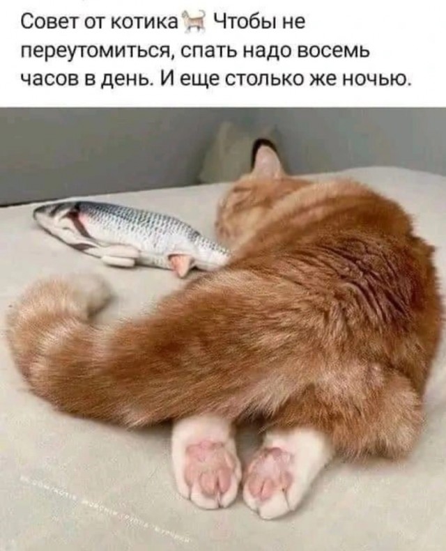 К котовторнику: подборка картинок-баянов с котиками и про котиков. Выпуск 8
