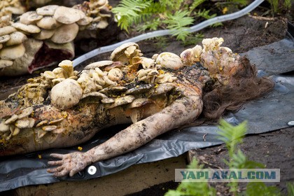 Грибочки