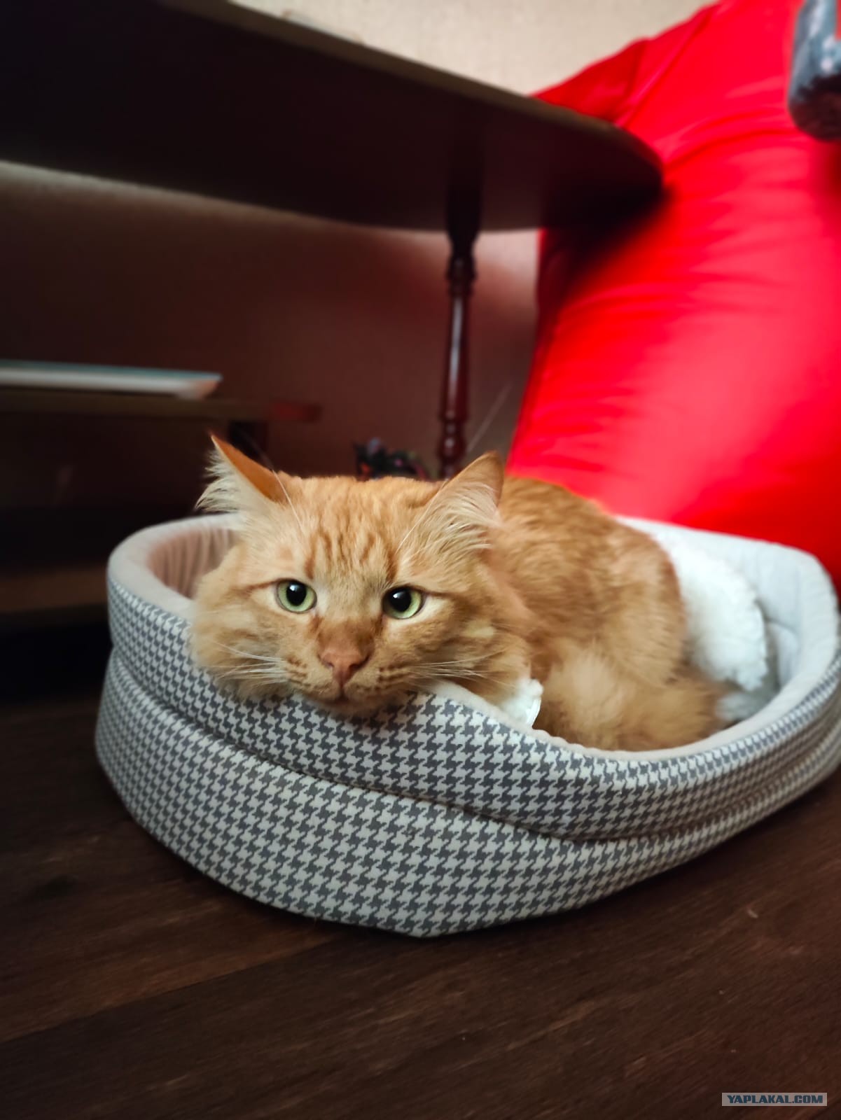 Котовторник