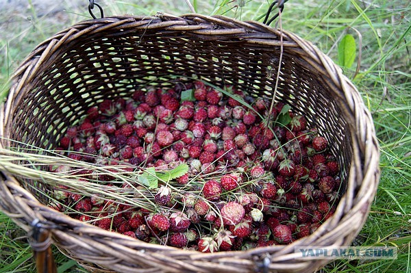 Лето в банках от FrauMartа)), Консервируем...