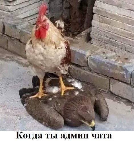 Веселое настроение в картинках 27.07.25