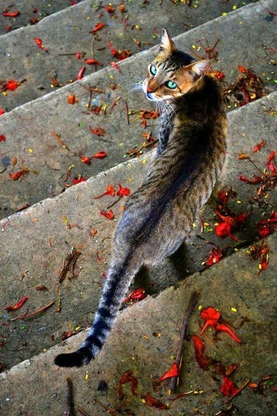 Осенний кот