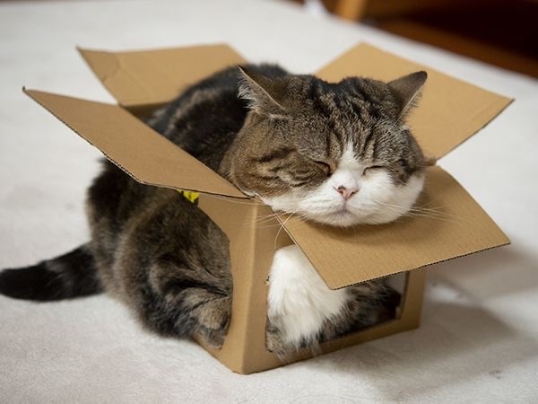 Котокоробковое